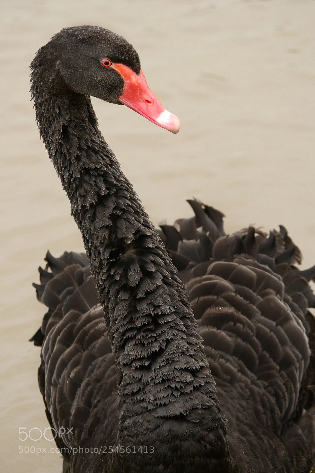 Panasonic Lumix DMC-GH4 sample photo. Black swan  photography