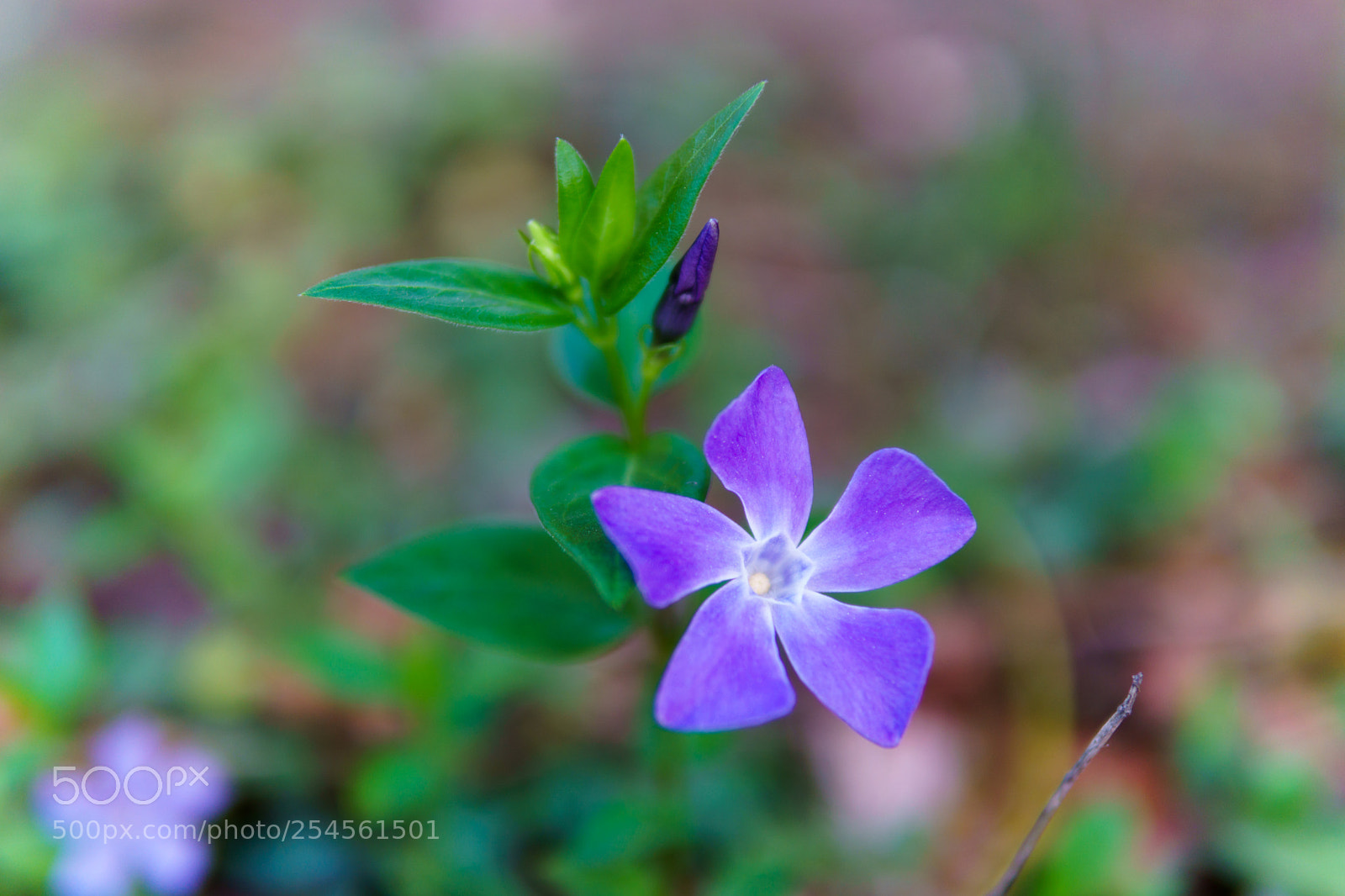 Sony a6300 sample photo. Blue... photography