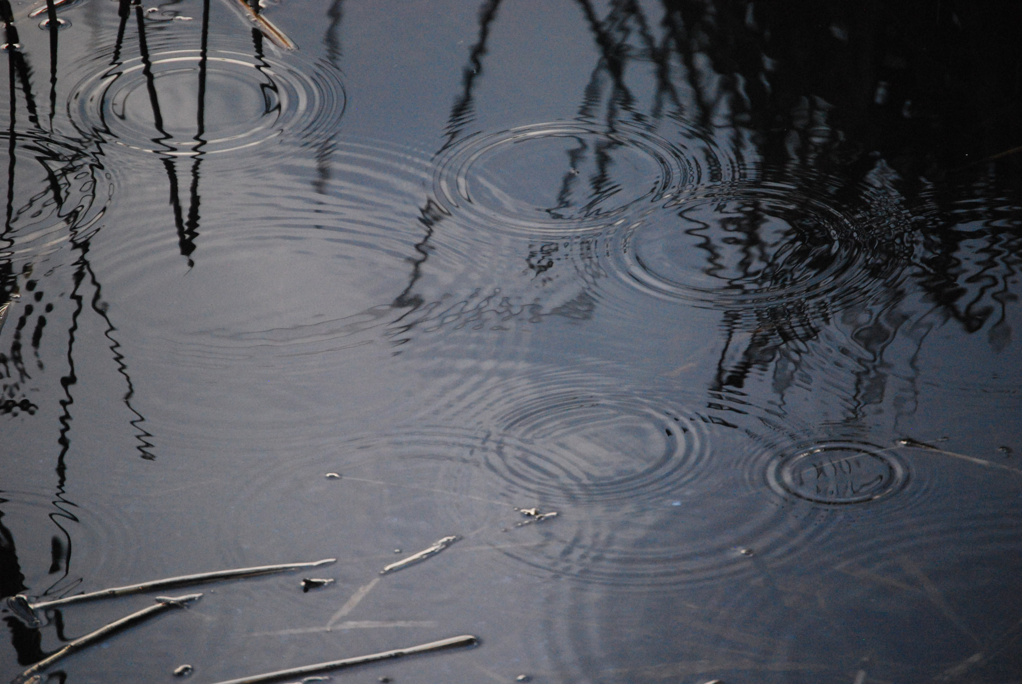 Nikon D60 sample photo. Rainy photography