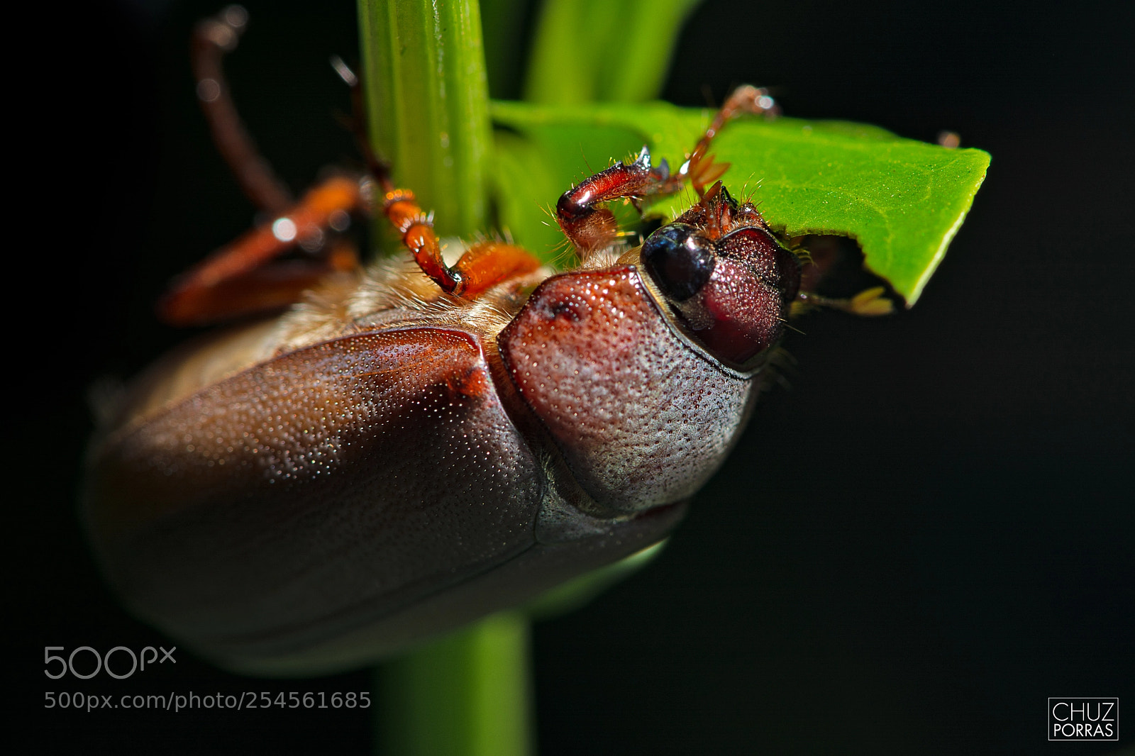 Nikon D7100 sample photo. May beetle photography