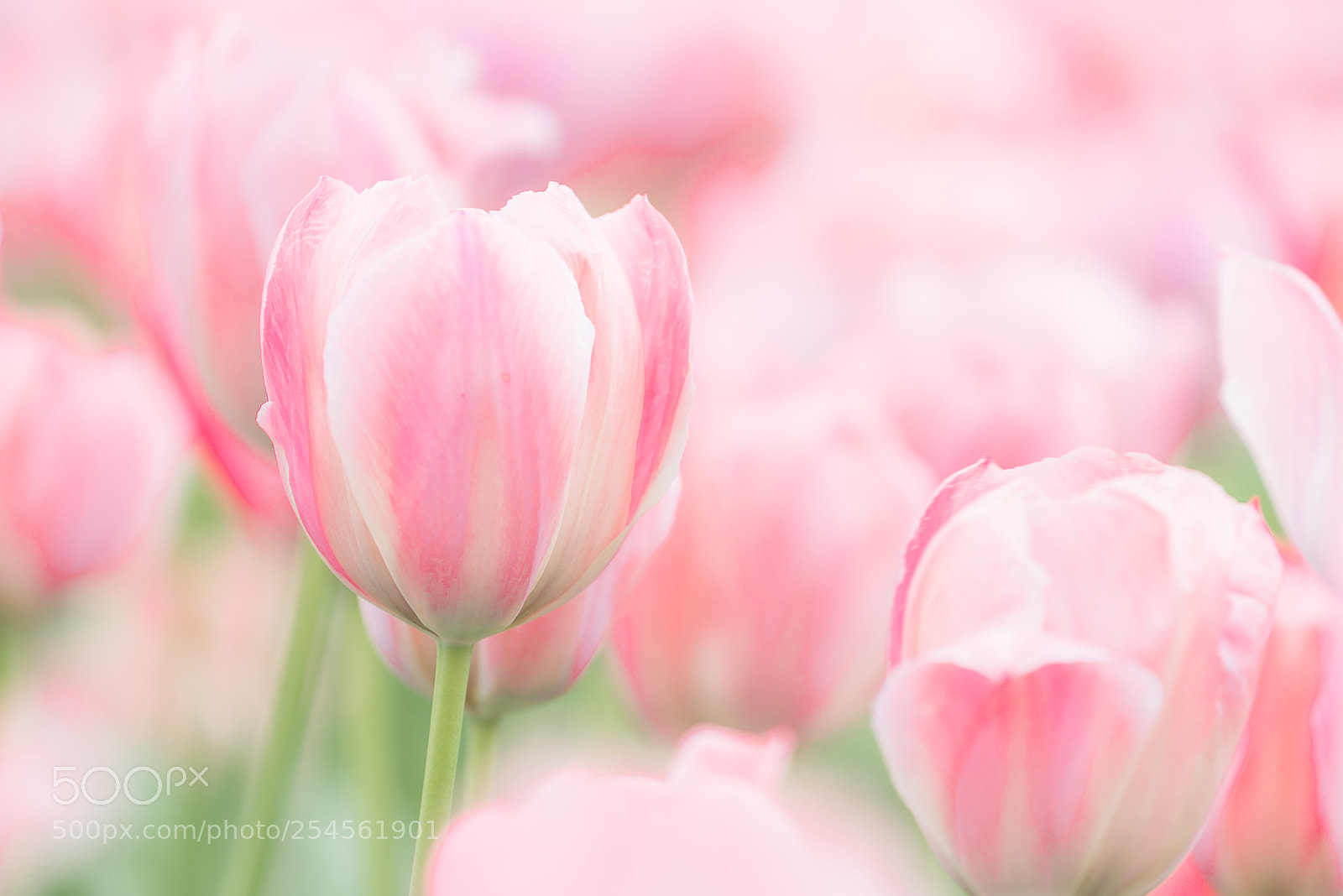 Nikon D600 sample photo. Tulips photography