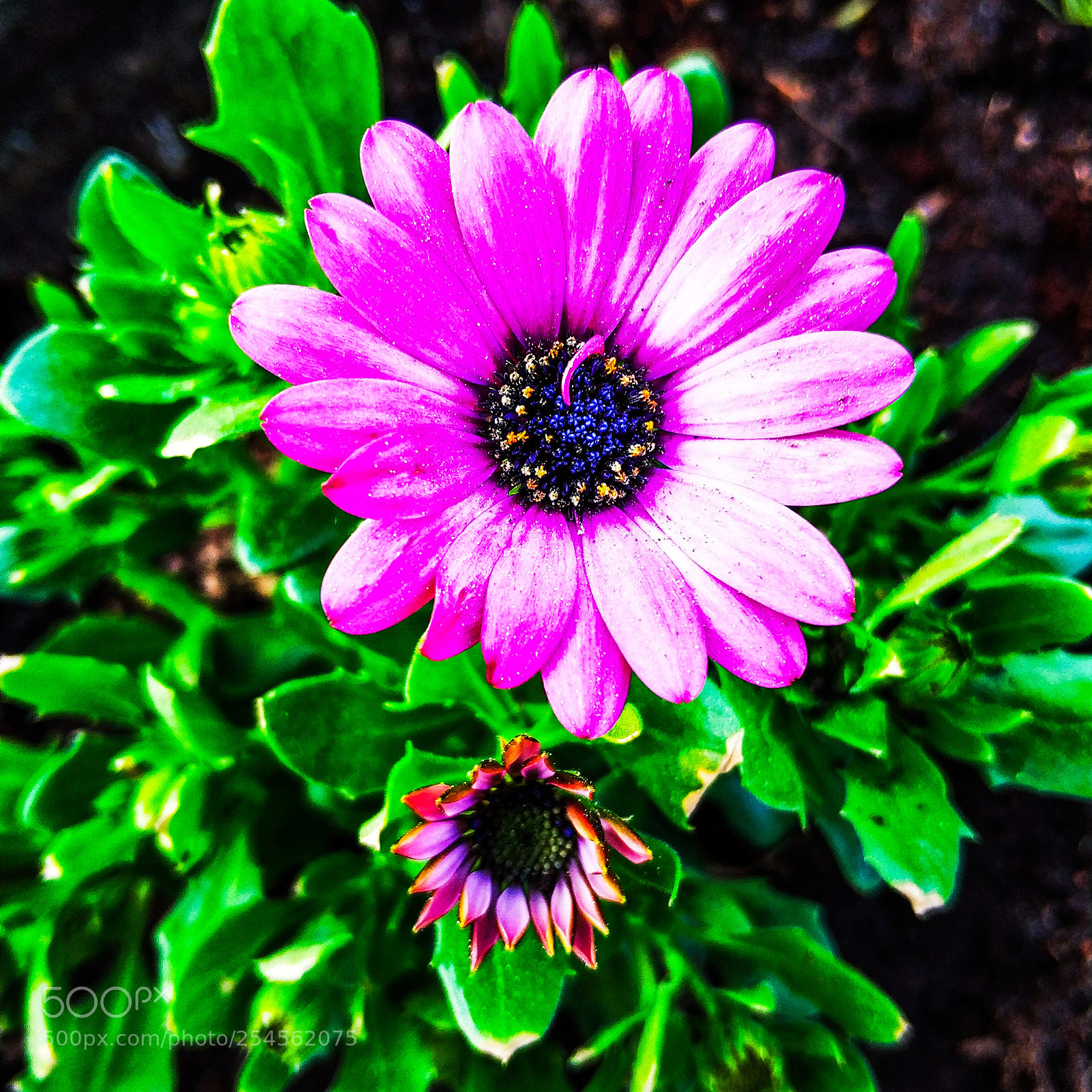 Xiaomi MI6 sample photo. Pink flower photography