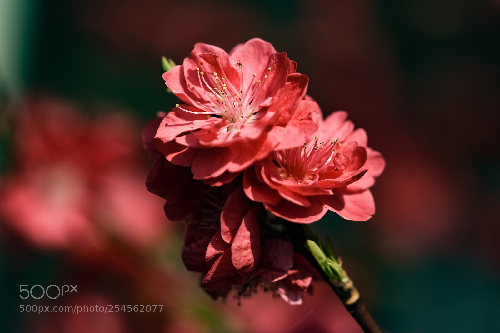 Nikon D5500 sample photo. Peach blossem photography