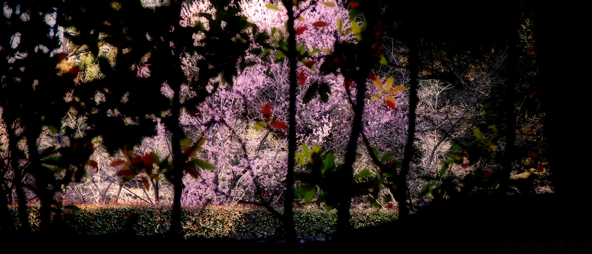 Sigma sd Quattro sample photo. Veiled photography