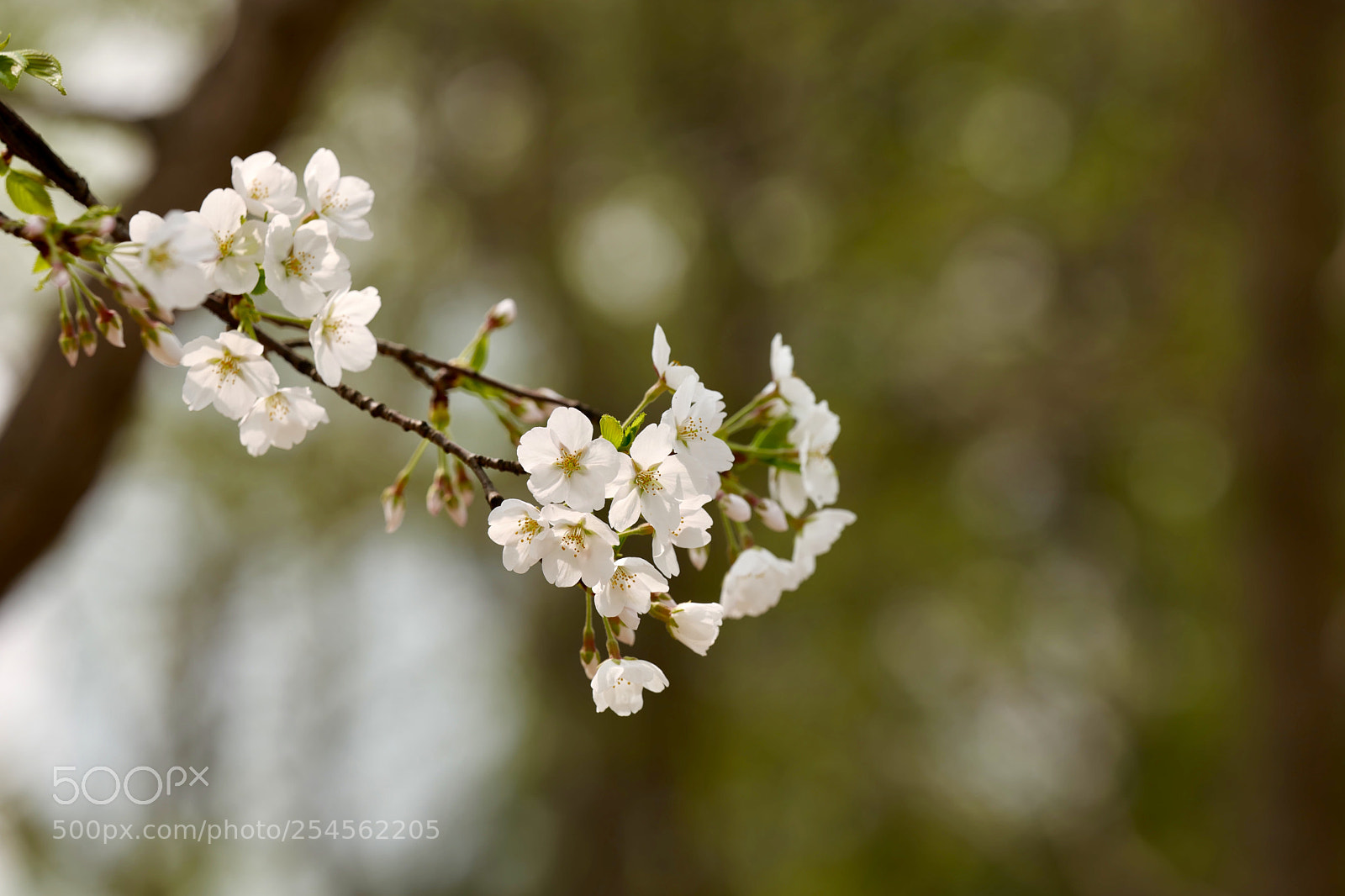 Leica SL (Typ 601) sample photo. Untitled photography