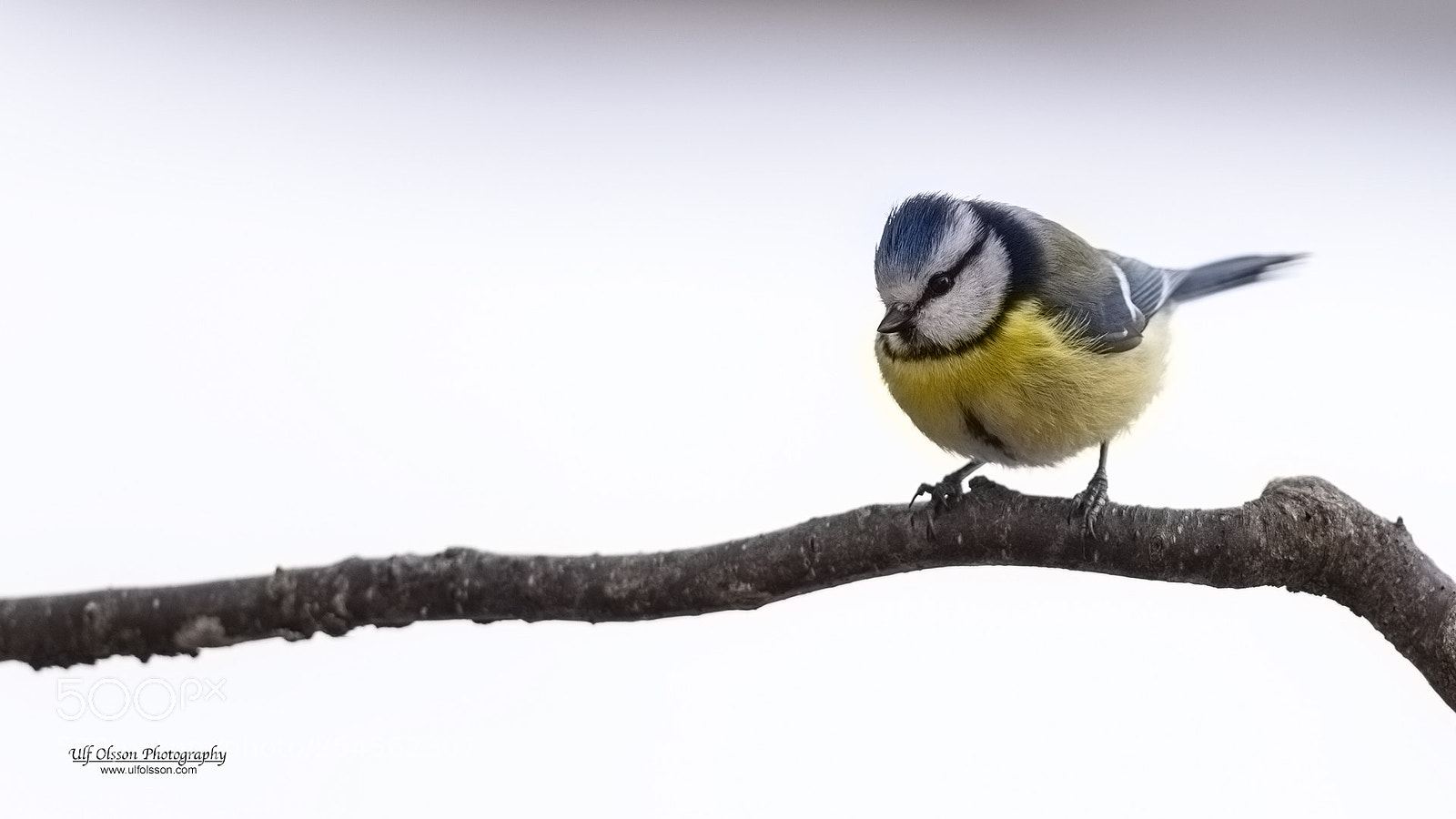 Nikon D610 sample photo. Blue tit photography