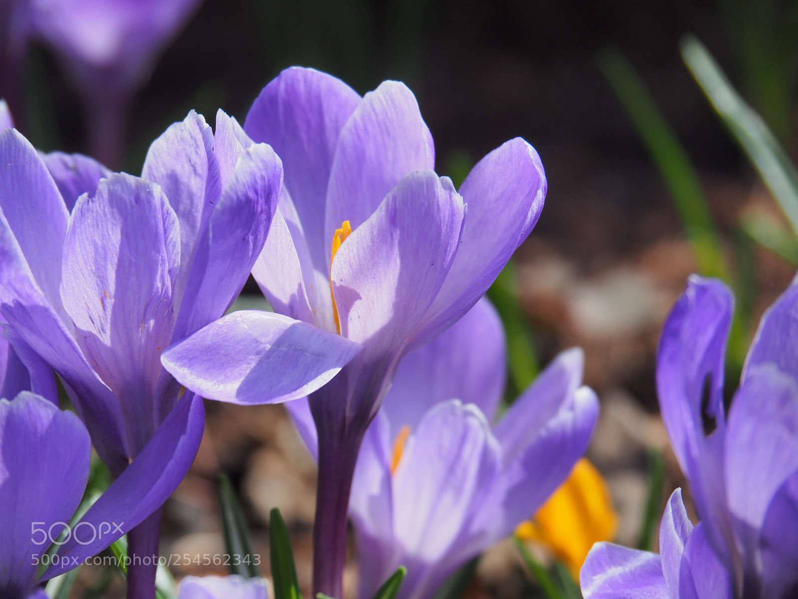 Olympus OM-D E-M10 sample photo. Crocuses in moscow photography