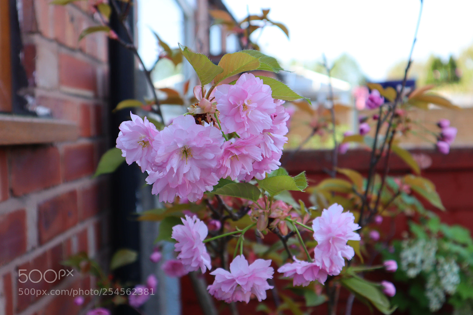 Canon EOS M50 (EOS Kiss M) sample photo. Summer bloom photography