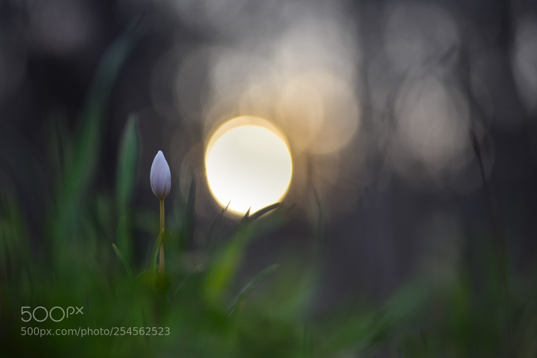 Nikon D810 sample photo. Morning pleasures photography