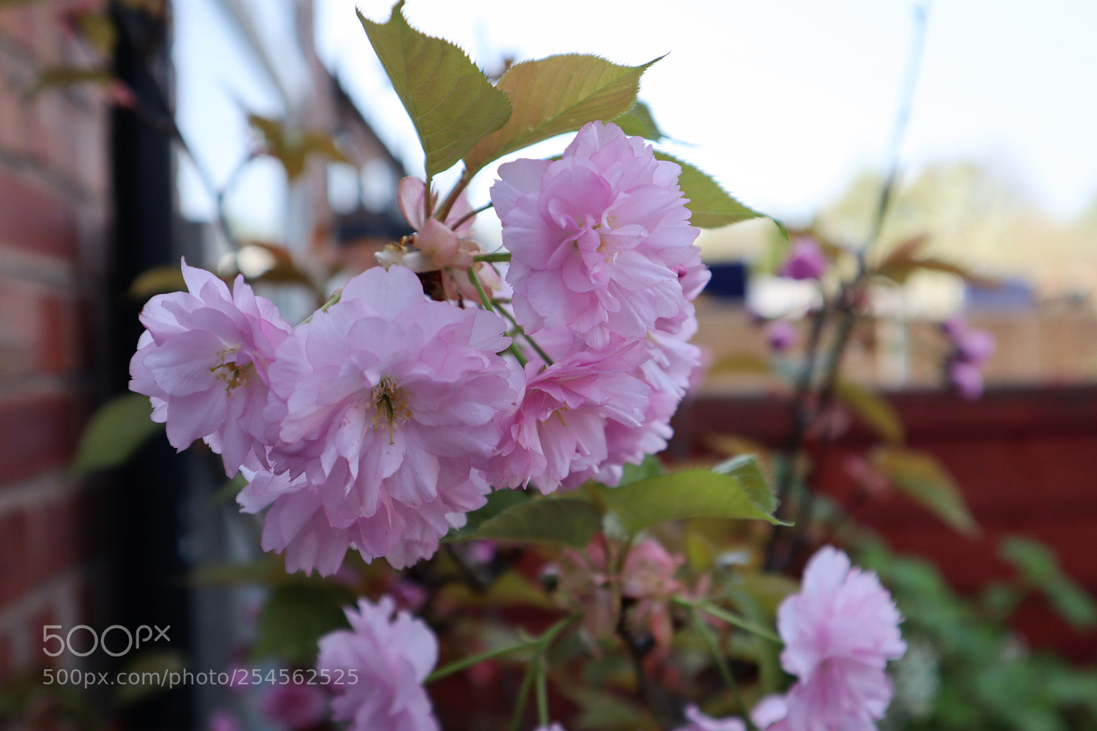 Canon EOS M50 (EOS Kiss M) sample photo. Summer flowers. photography