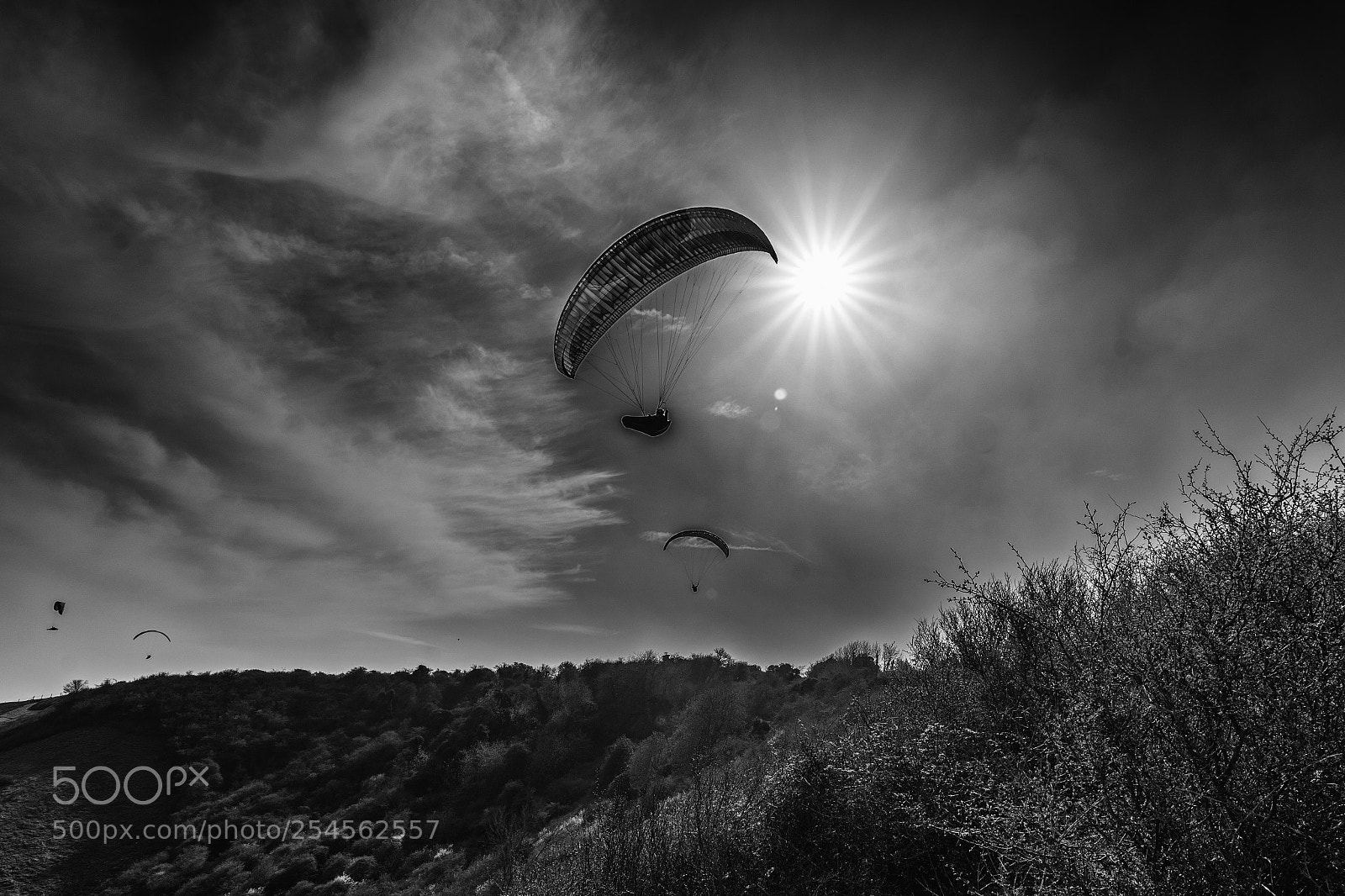 Nikon D5300 sample photo. Gliding around photography