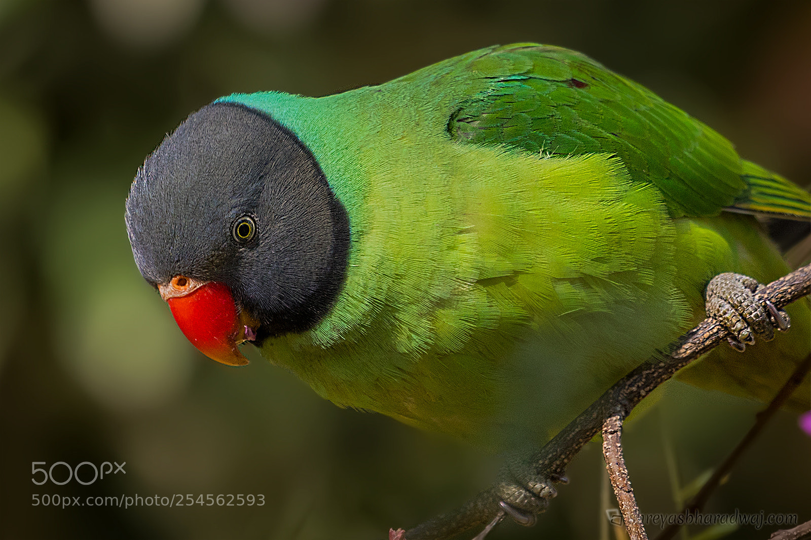 Nikon D500 sample photo. Slaty headed parakeet (male) photography