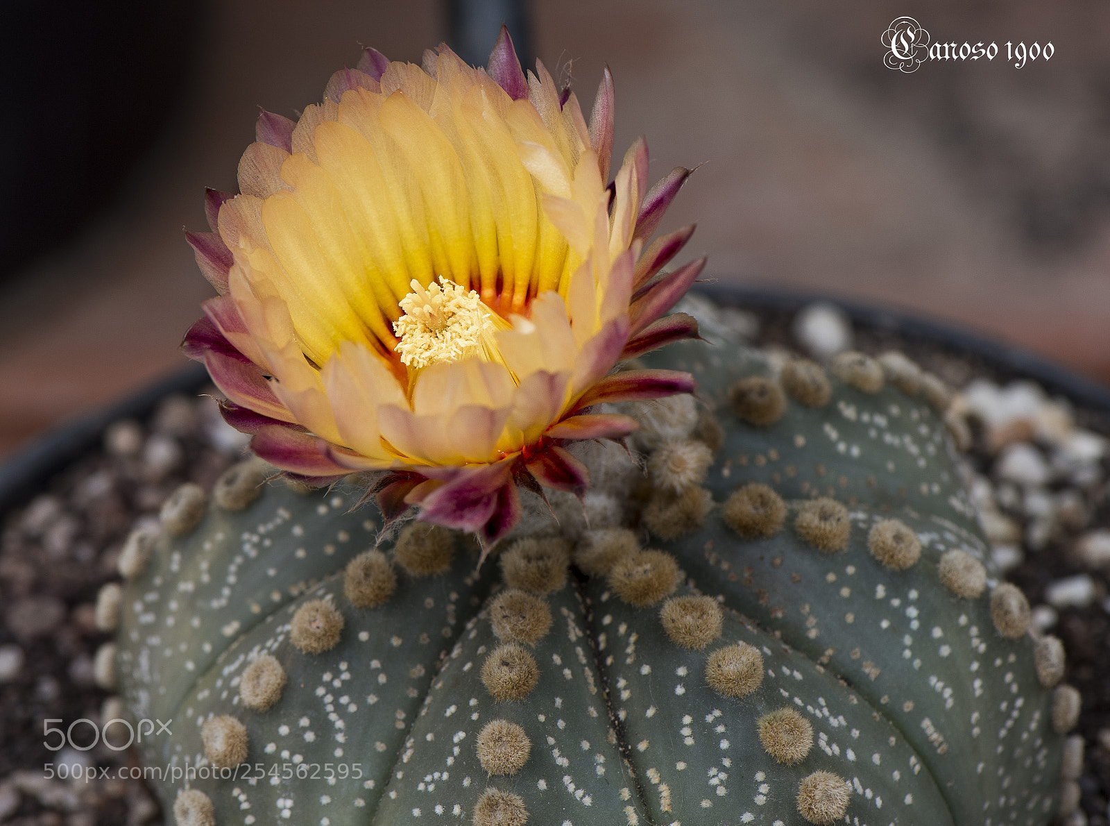 Nikon D810 sample photo. Cactus photography