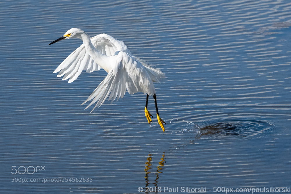 Nikon D500 sample photo. Snowy egret jumping photography
