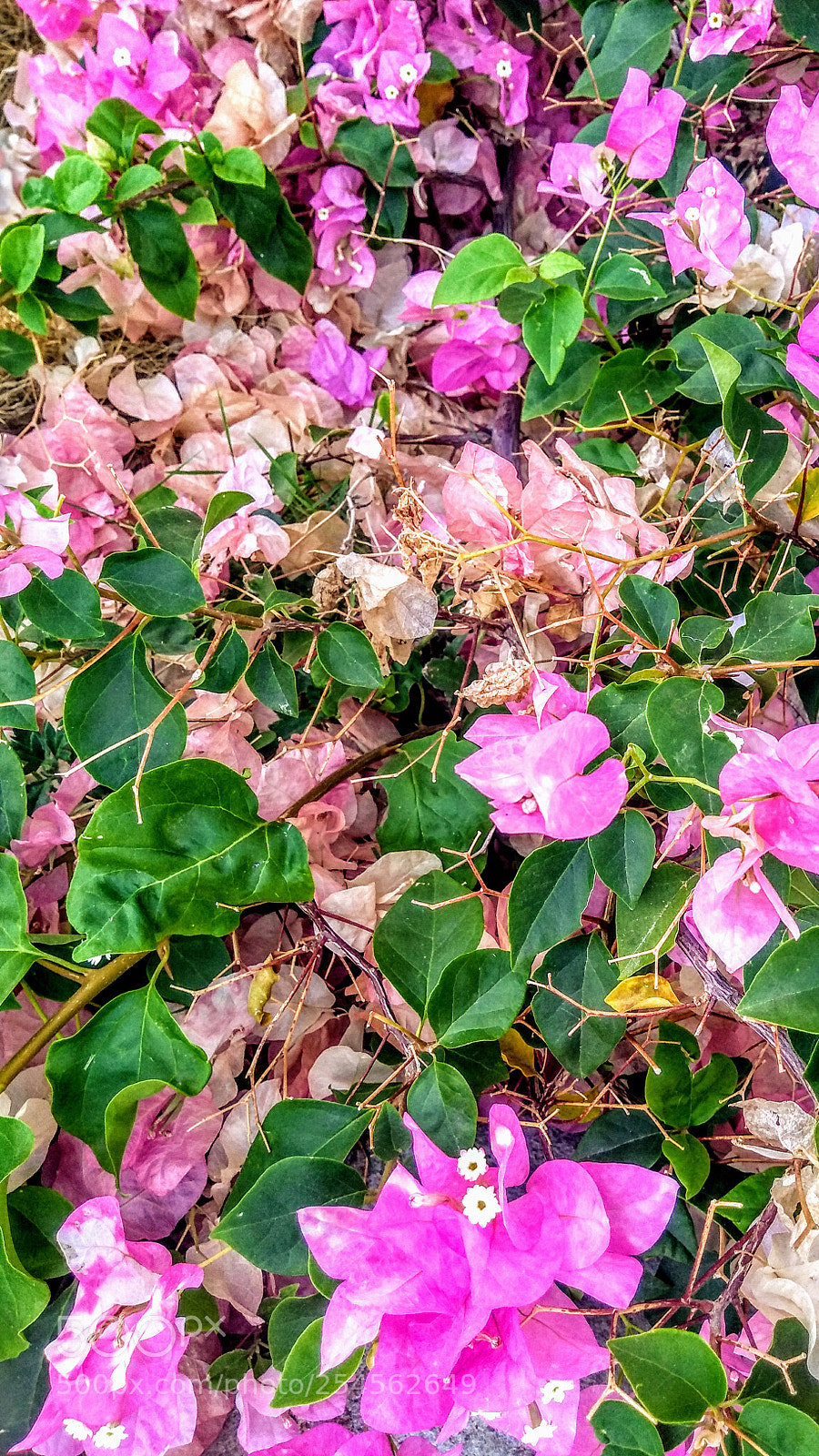 Motorola Moto G (5S) Plus sample photo. Flowers photography
