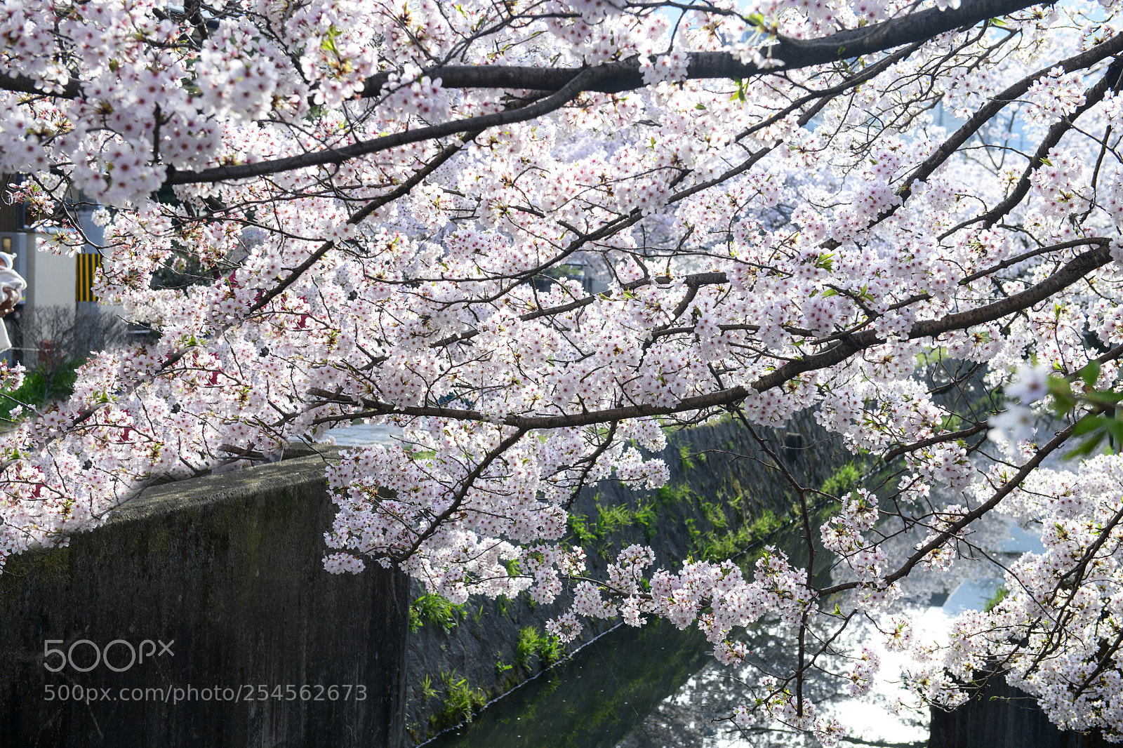 Nikon D850 sample photo. The philosopher's walk (哲学の道) i photography
