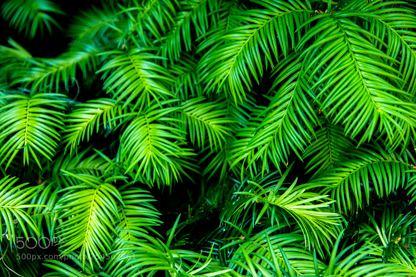 Canon EOS 70D sample photo. Green leaves photography