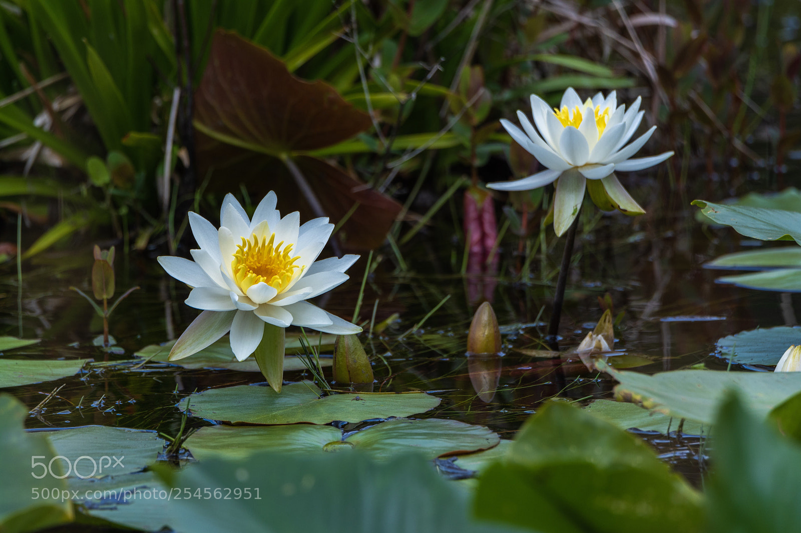 Nikon D500 sample photo. Water lilies photography