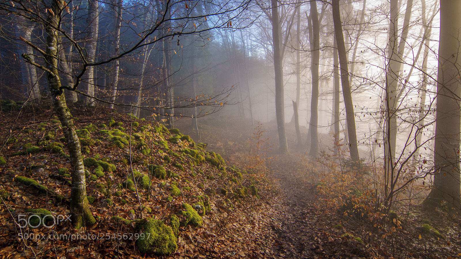 Sony ILCA-77M2 sample photo. The foggy path photography