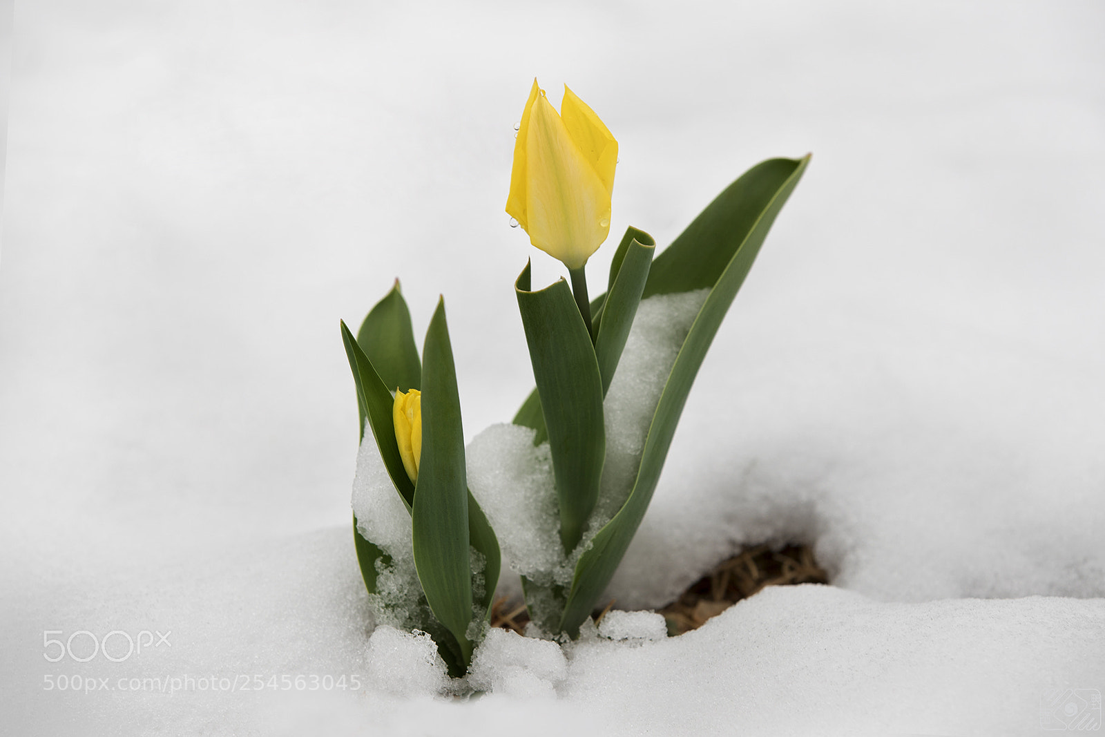 Canon EOS-1D X Mark II sample photo. Tulips in the snow photography