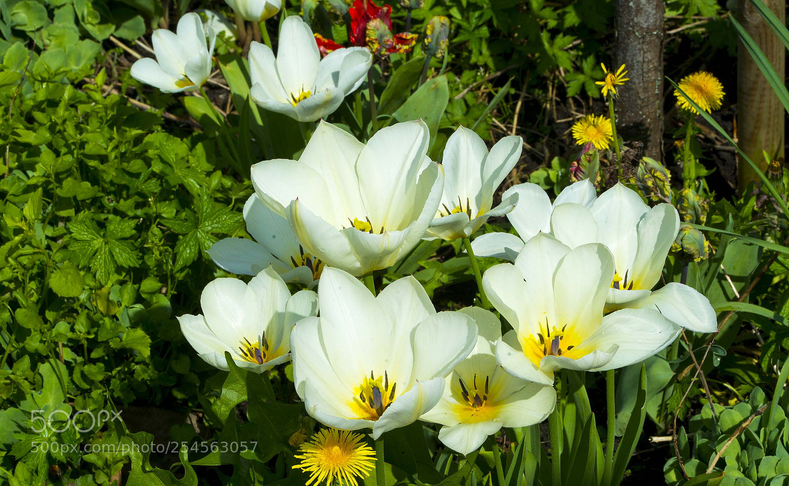 Nikon D800 sample photo. Tulpia photography