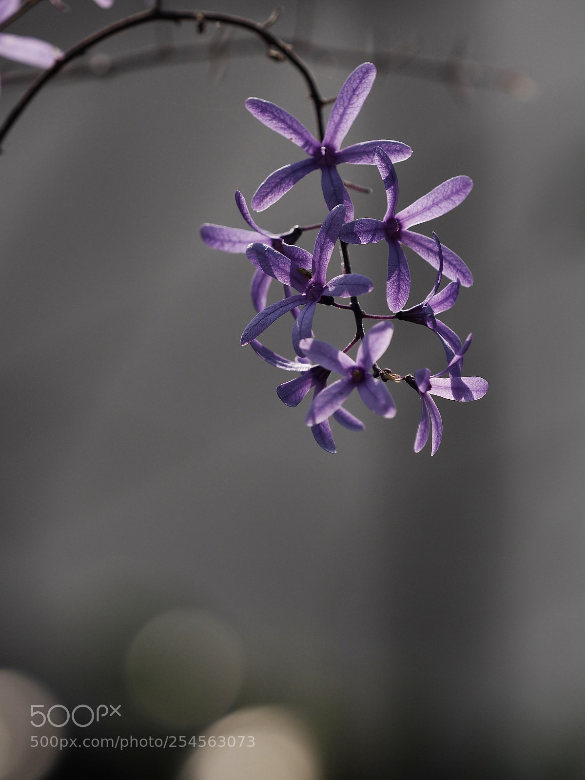 Olympus OM-D E-M5 II sample photo. When light is upon photography