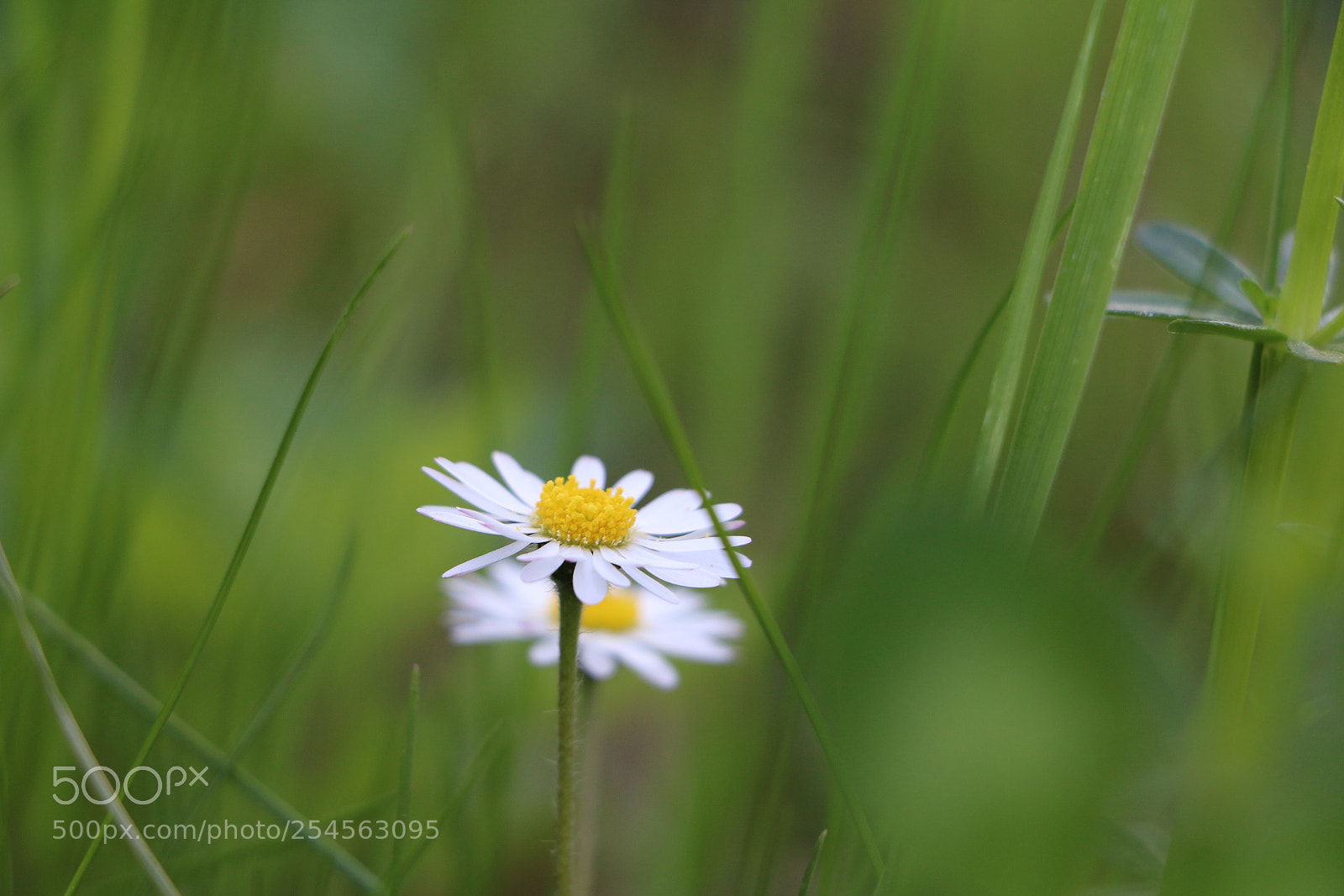 Canon EOS 70D sample photo. Small is beautiful photography
