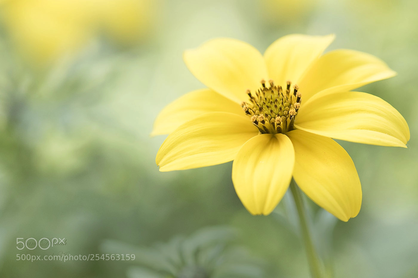 Canon EOS 7D Mark II sample photo. Bidens photography