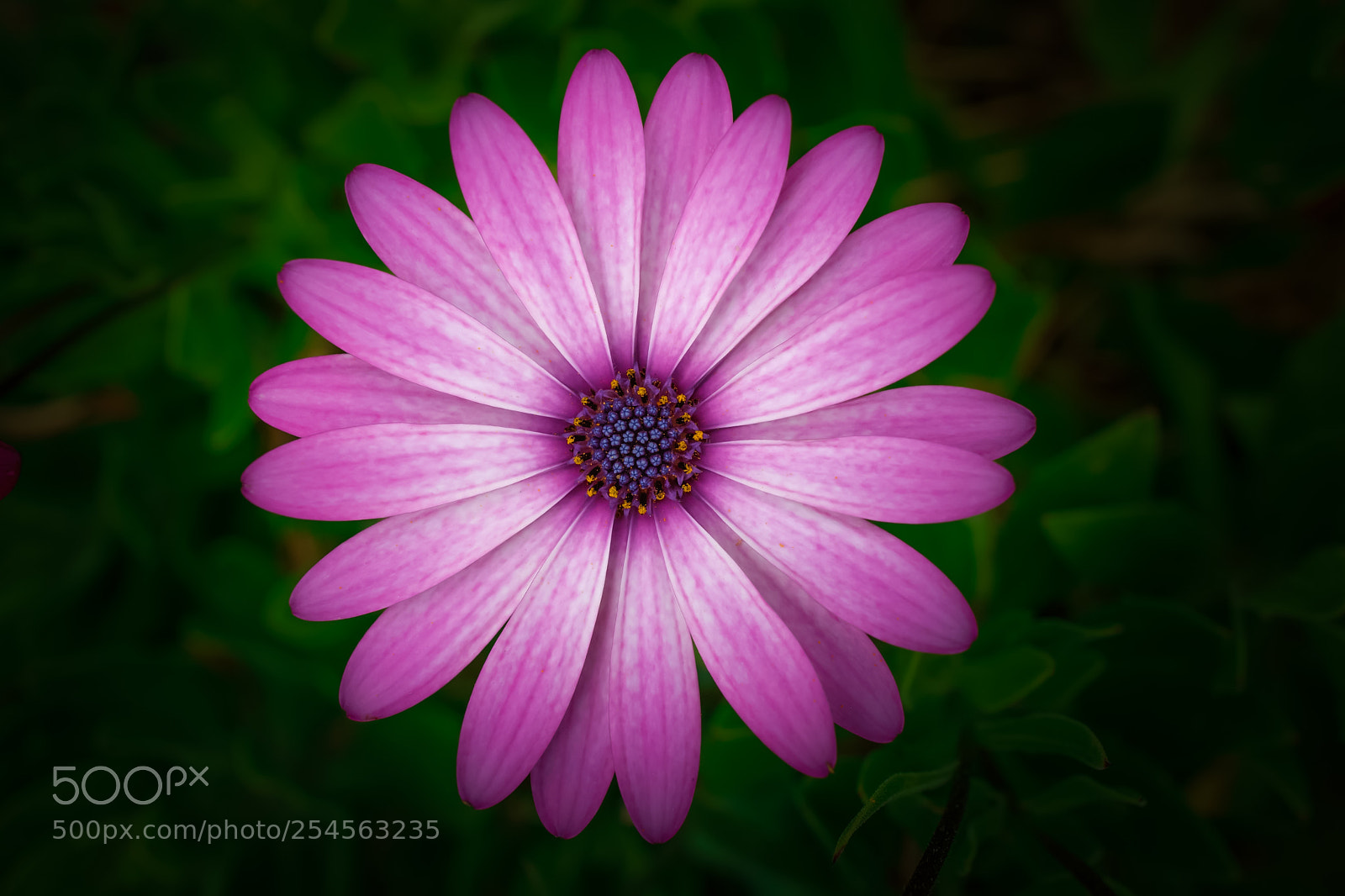 Sony a6000 sample photo. Pink beauty photography