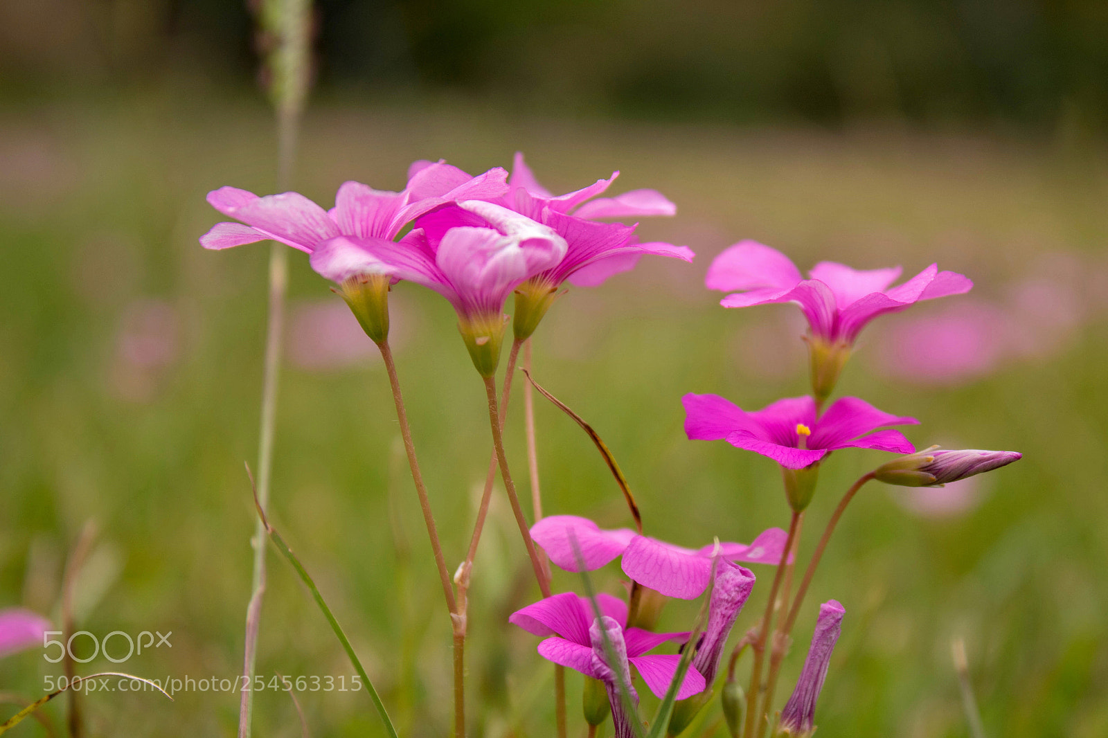Canon EOS 1300D (EOS Rebel T6 / EOS Kiss X80) sample photo. Flores oto ales autumn photography