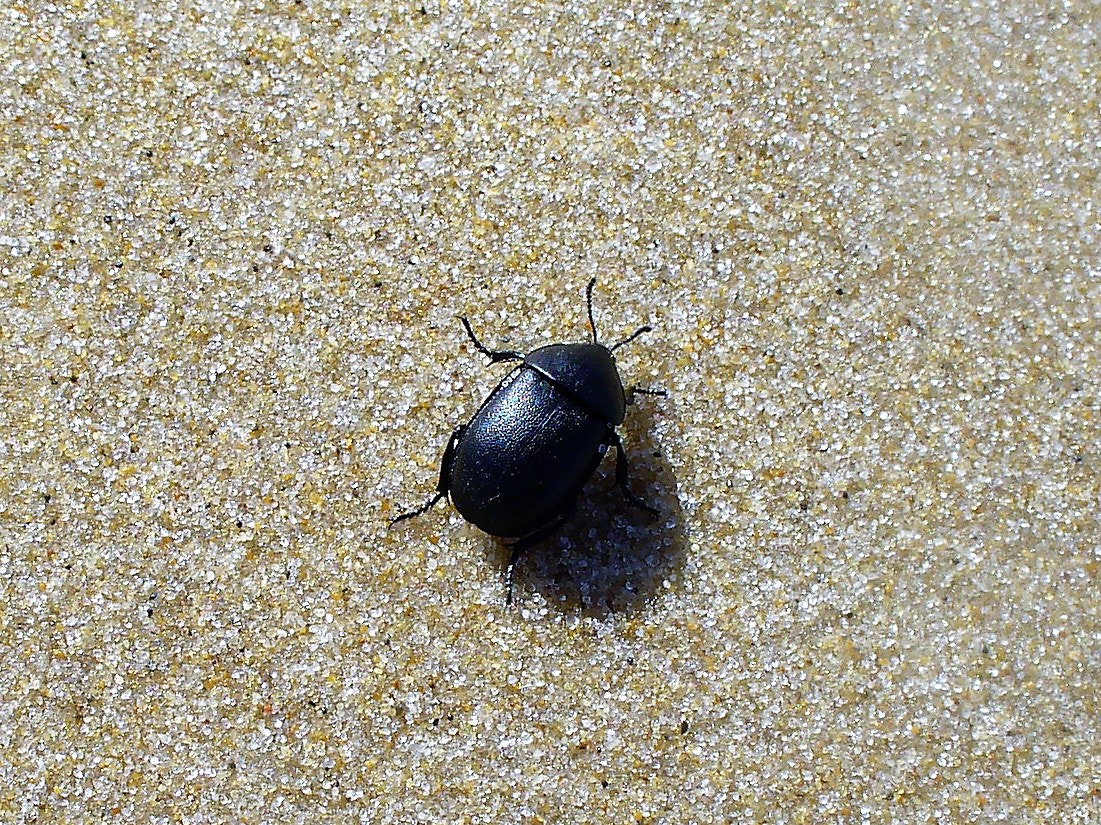 Panasonic DMC-LZ5 sample photo. Scarabée sur la plage -beattle on the beach photography