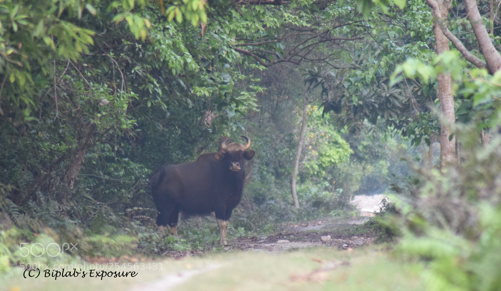 Nikon D5300 sample photo. Indian gaur photography