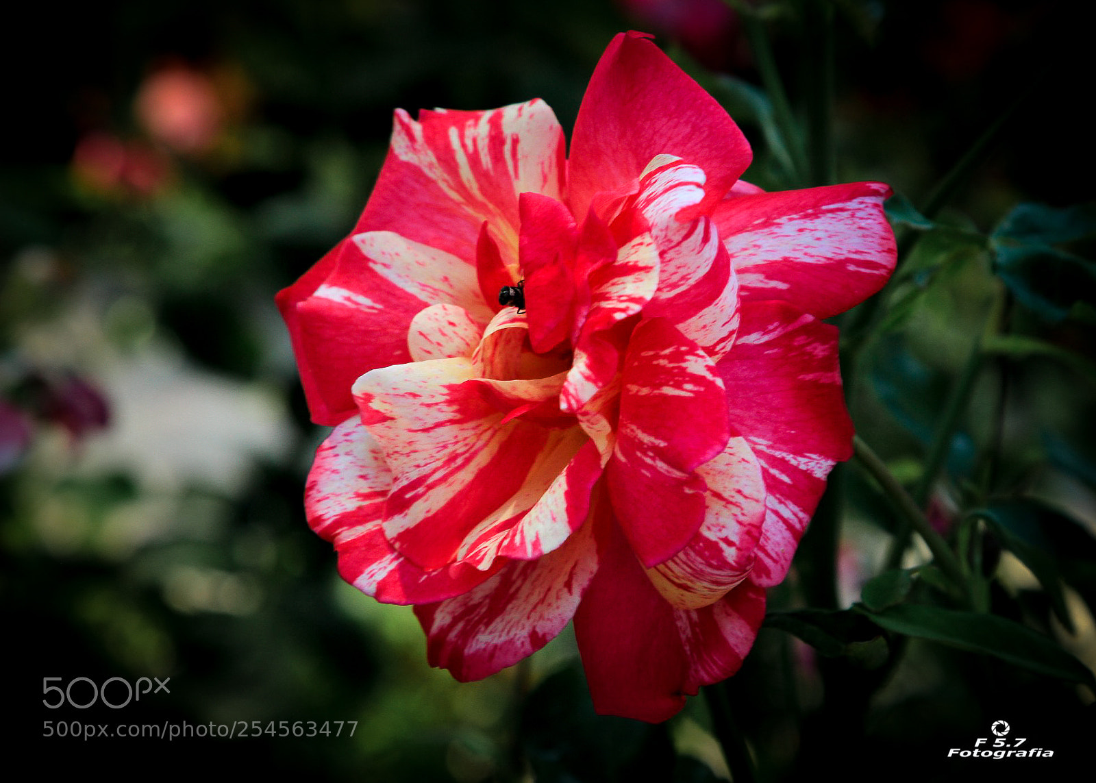 Canon EOS 7D sample photo. Flores 3 - parque photography
