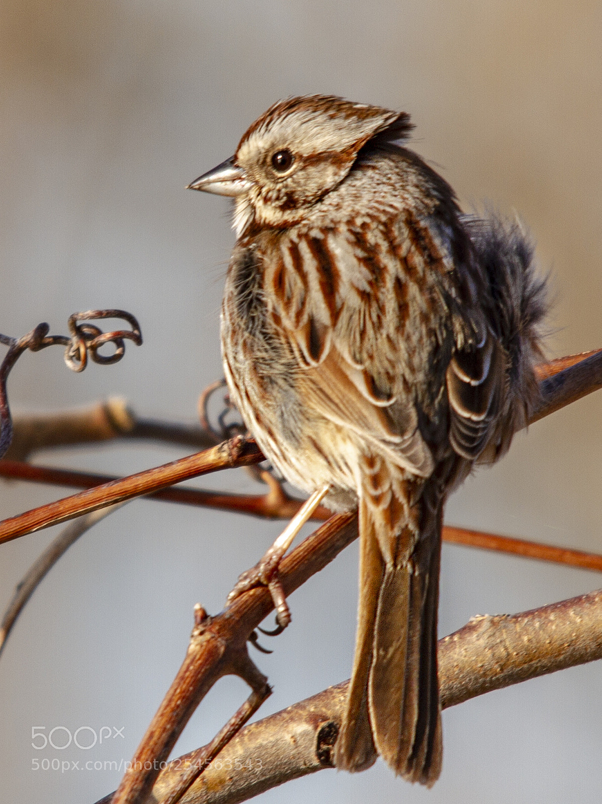 Canon EOS 7D sample photo. Song sparrow photography