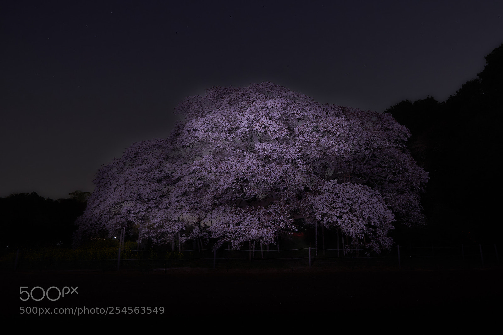 Sony a7 III sample photo. Large sakura tree of photography