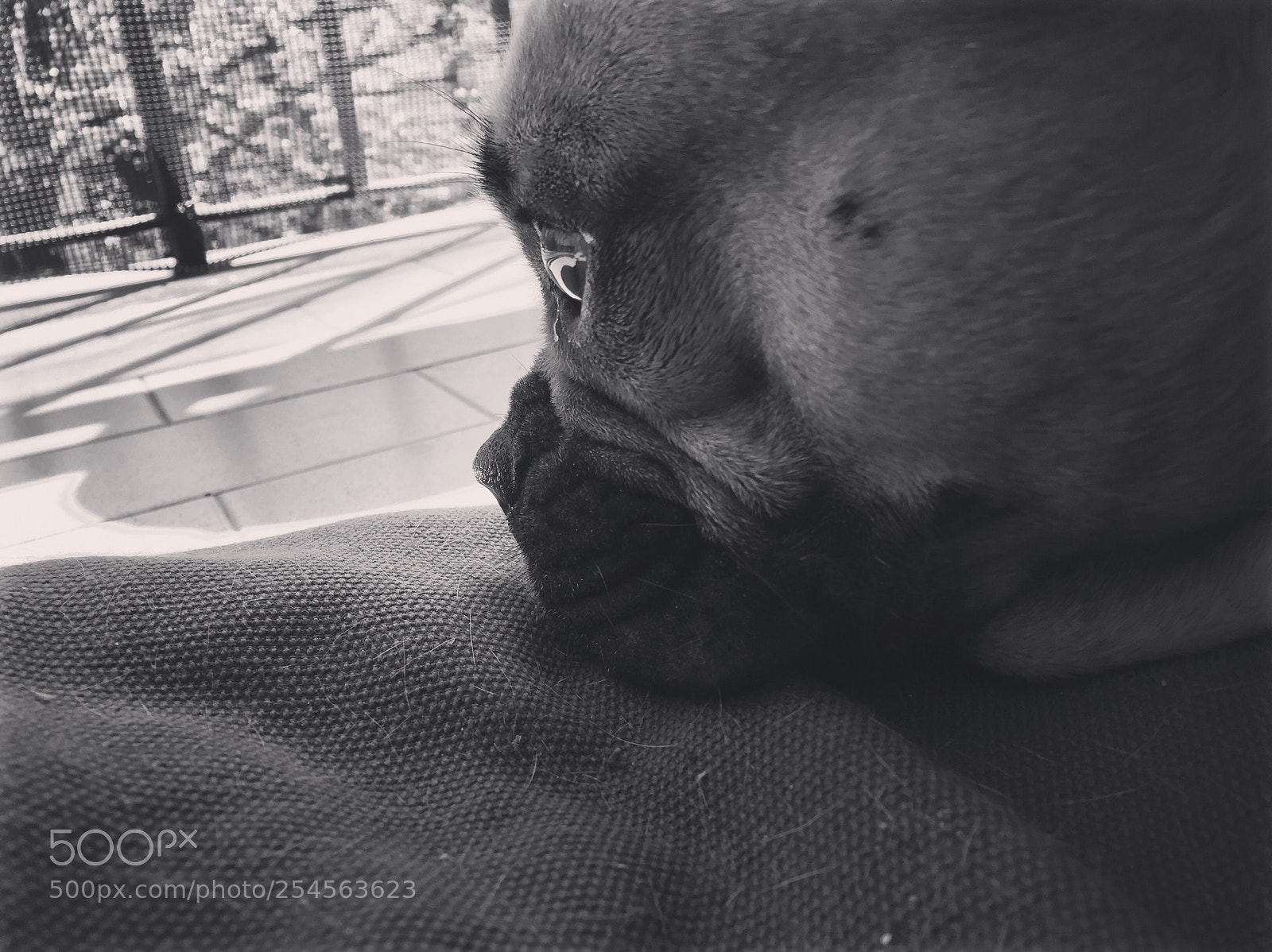Apple iPhone 6 sample photo. Untitled photography