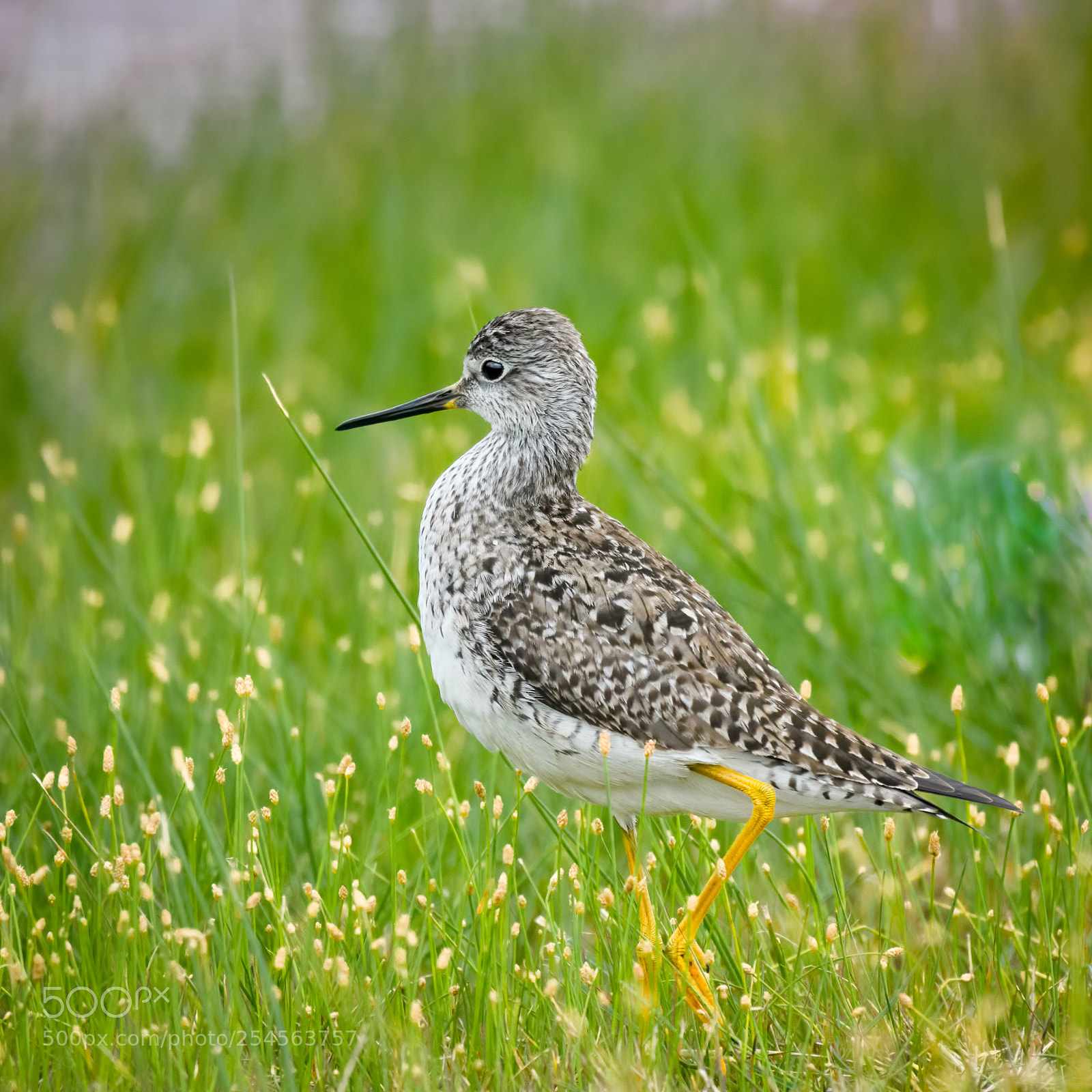 Nikon D500 sample photo. Greater yellowlegs photography