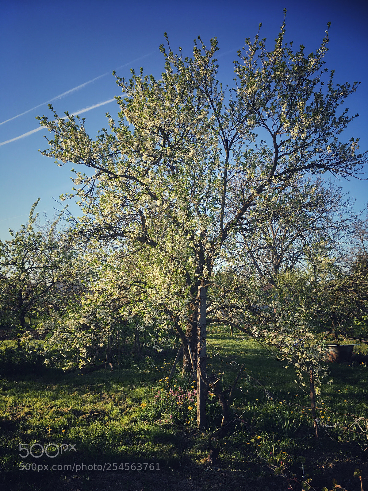 Apple iPhone SE sample photo. The plum tree photography