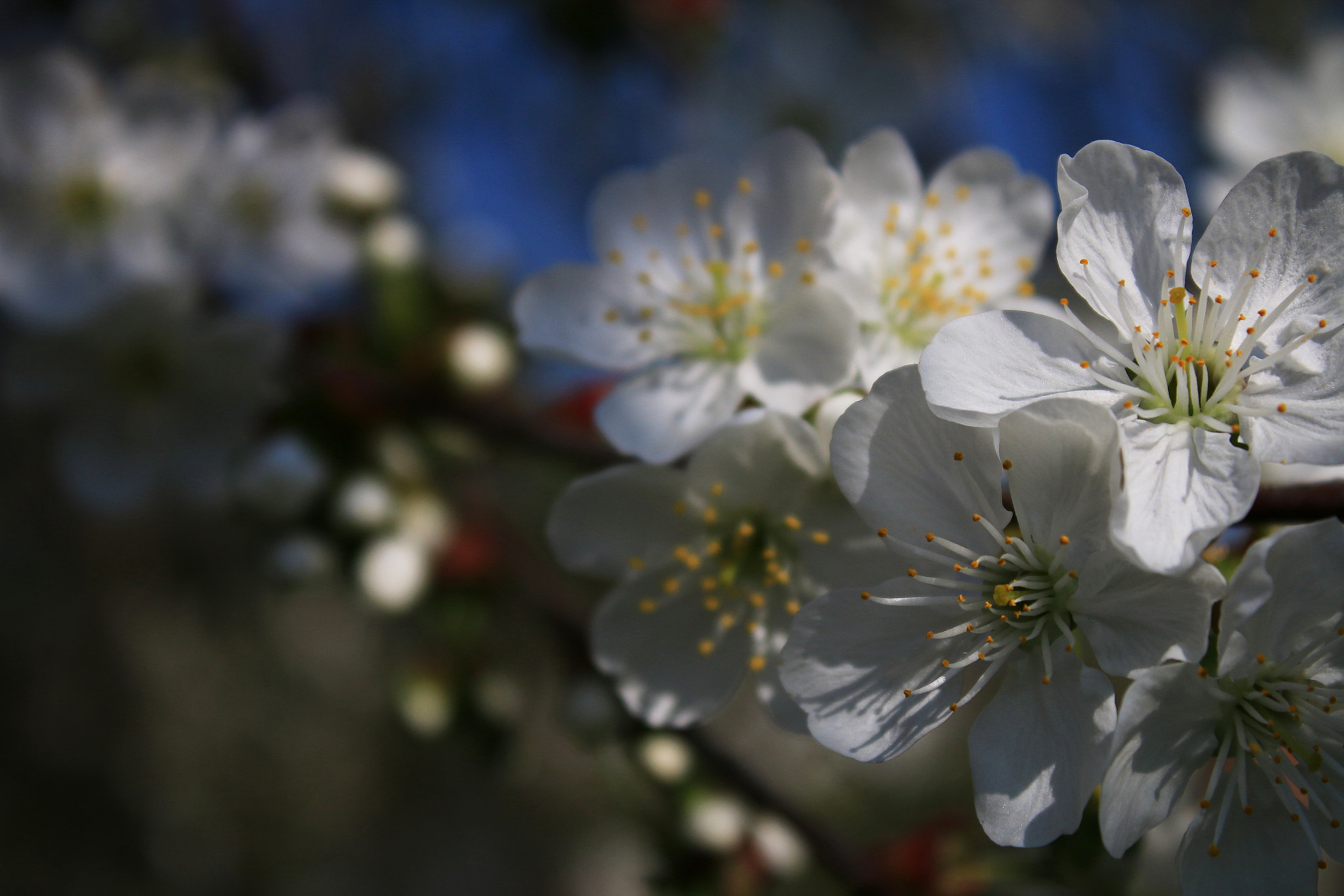 Canon EF-S 18-55mm F3.5-5.6 IS sample photo. Fiori di ciliegio #2 photography