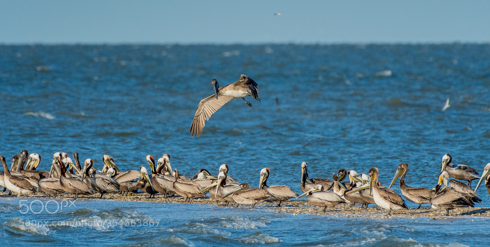 Nikon D500 sample photo. Brown pelicans photography