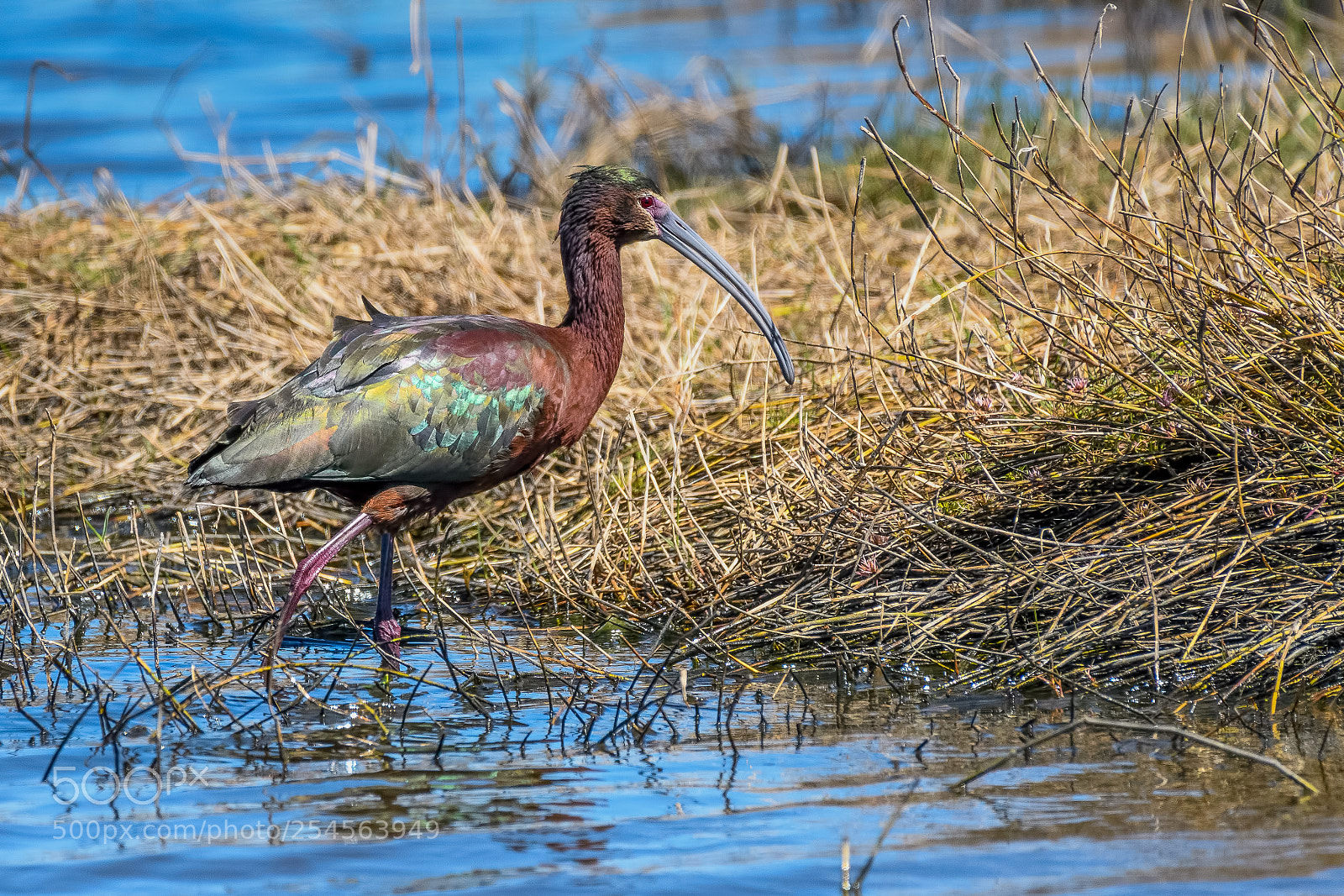 Nikon D500 sample photo. White-faced ibis photography
