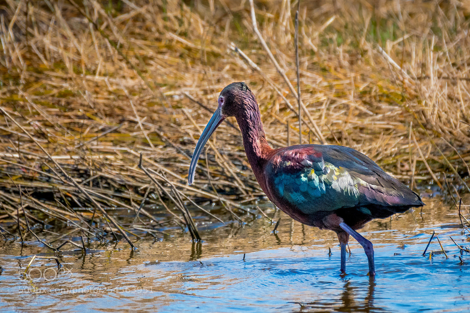 Nikon D500 sample photo. White-faced ibis photography