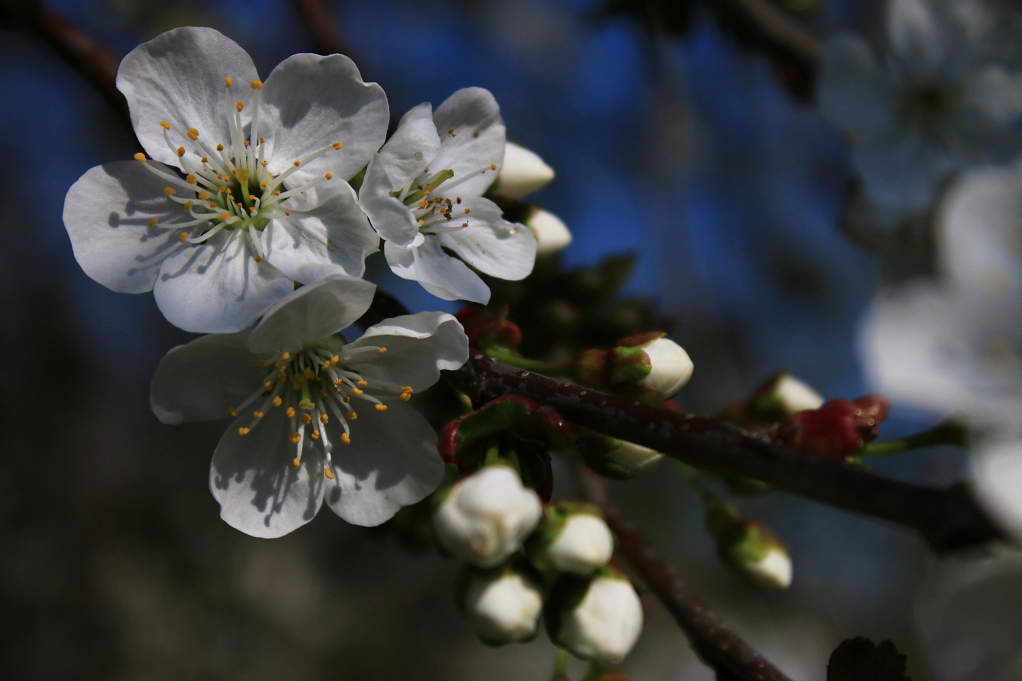 Canon EF-S 18-55mm F3.5-5.6 IS sample photo. Fiori di ciliegio #3 photography