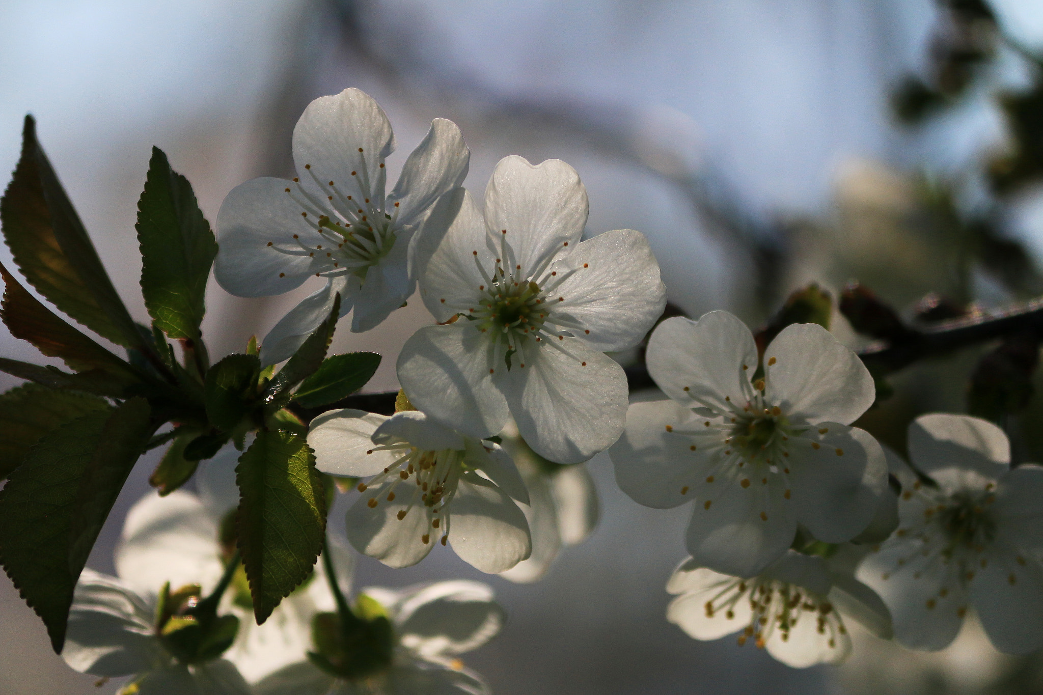 Canon EF-S 55-250mm F4-5.6 IS II sample photo. Fiori di ciliegio #4 photography