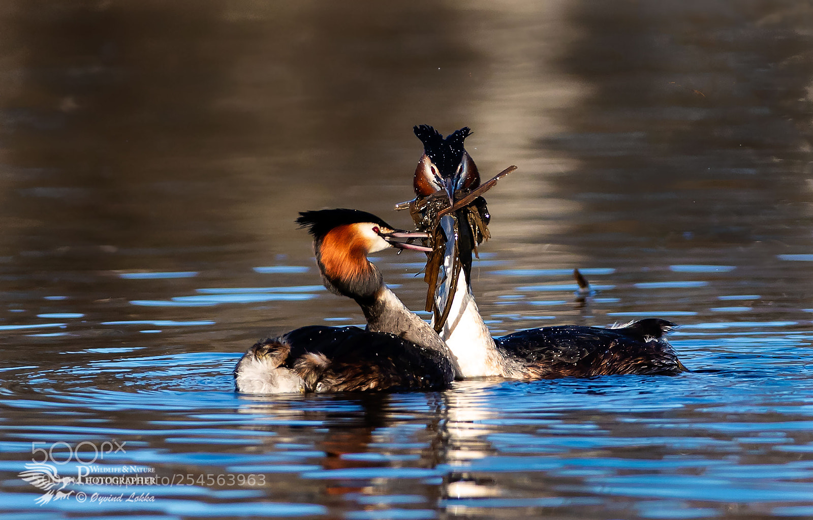 Canon EOS-1D X Mark II sample photo. Great crested grebes photography