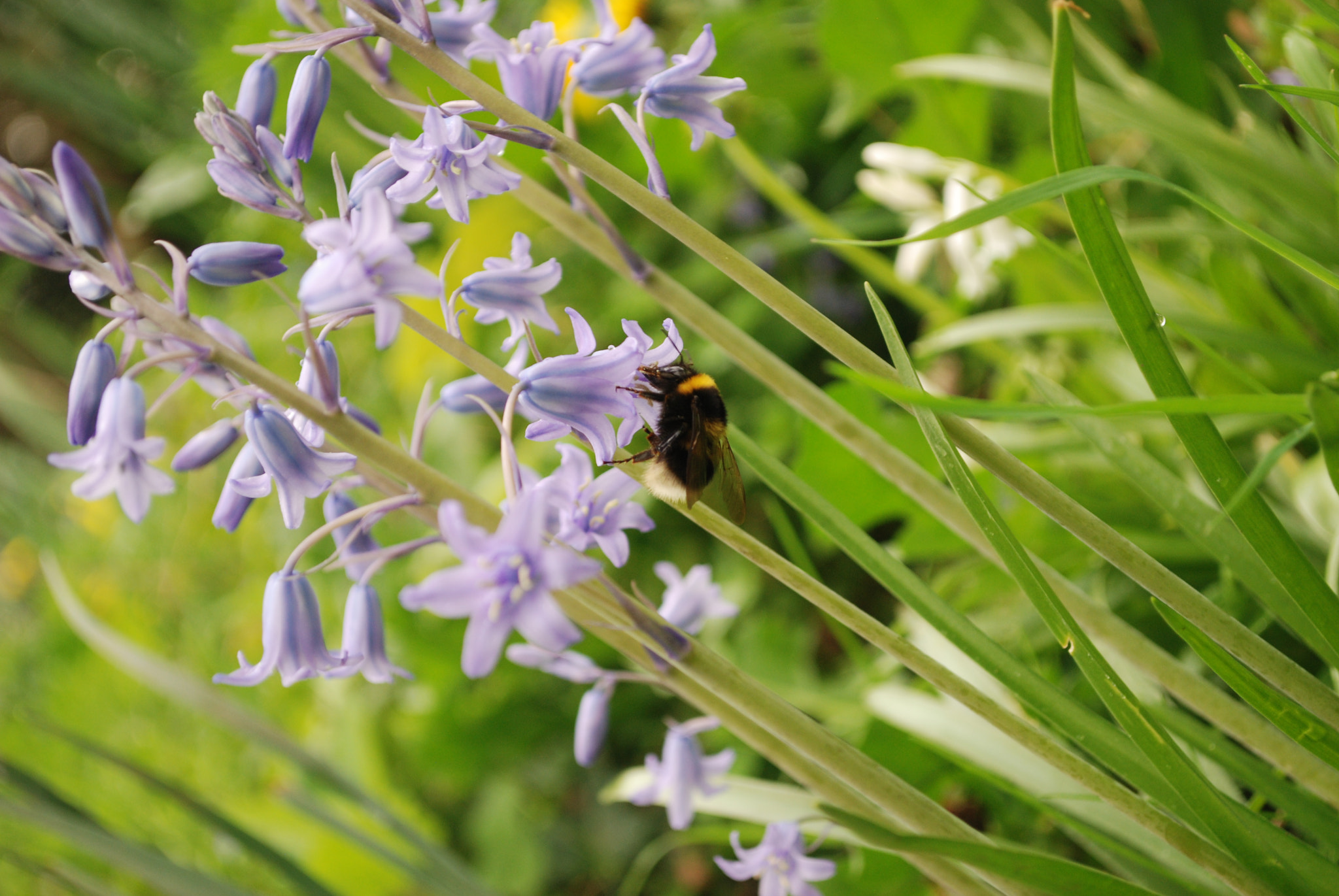 Nikon D80 sample photo. Bumblebee photography