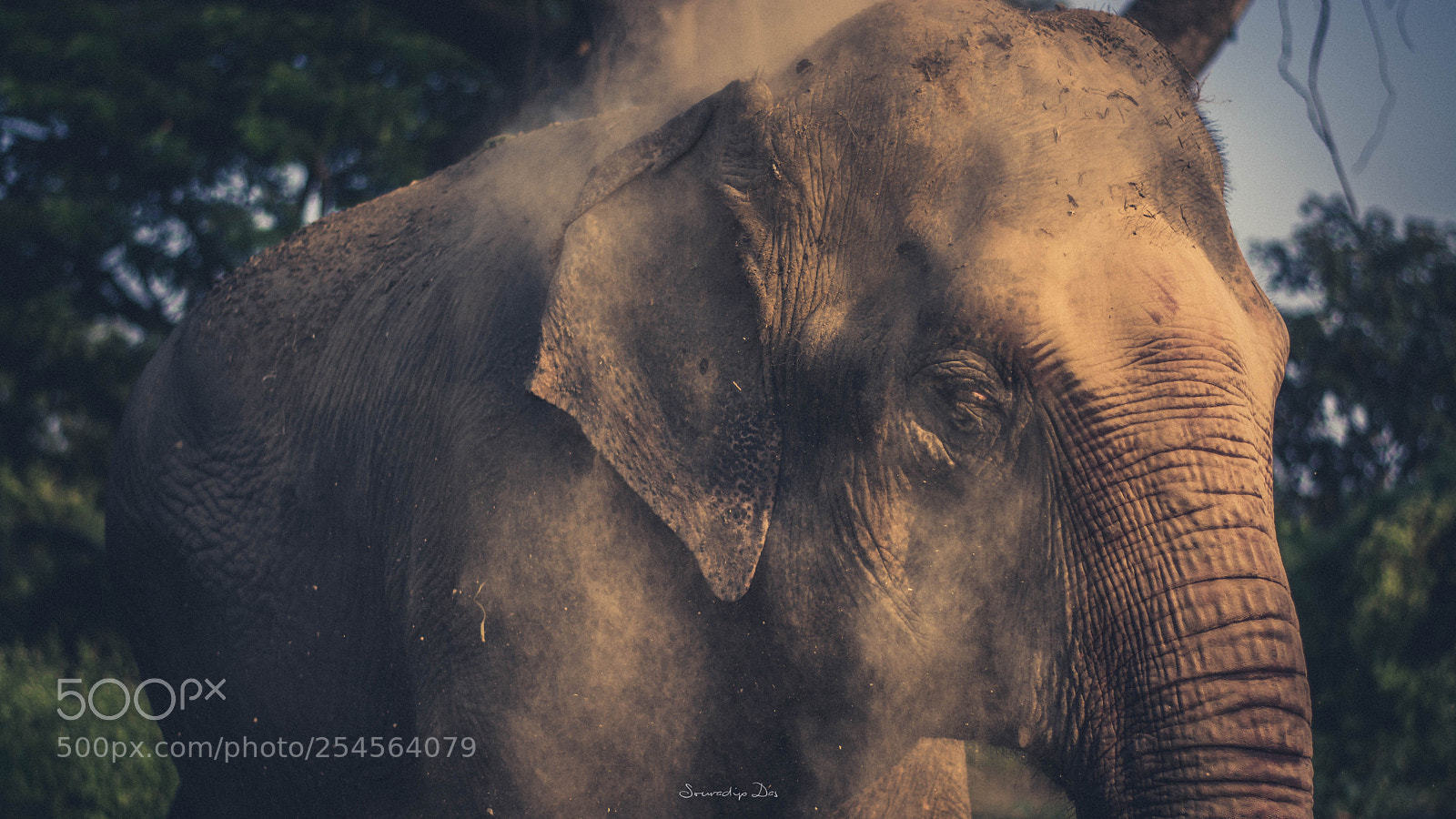 Nikon D7100 sample photo. The dust bath photography