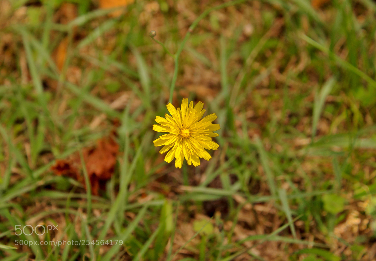Canon EOS 1300D (EOS Rebel T6 / EOS Kiss X80) sample photo. Como un sol like photography