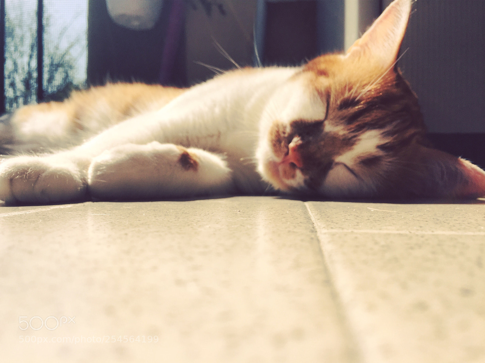 Apple iPhone 6 sample photo. Cat photography