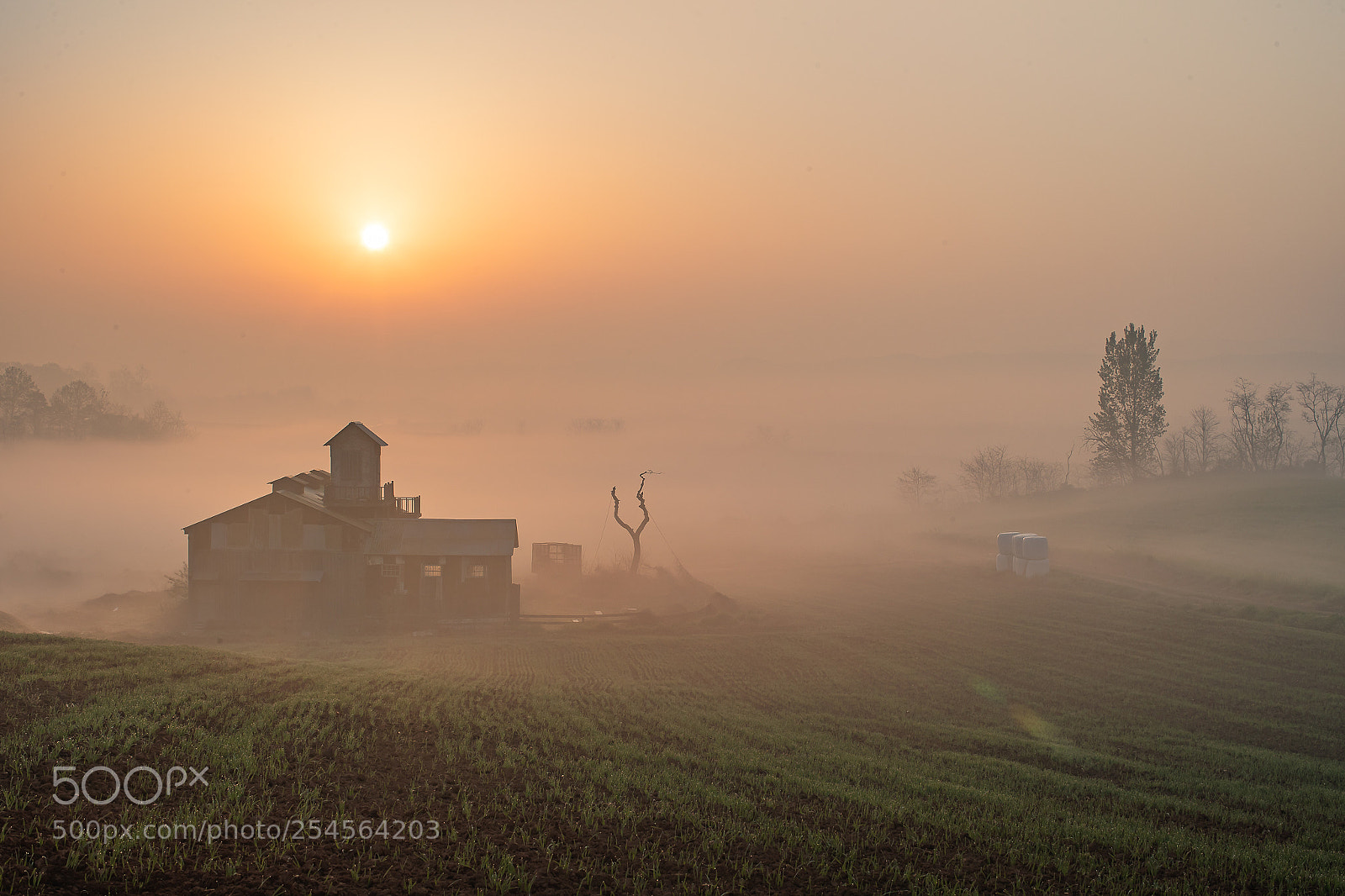 Canon EOS-1D X Mark II sample photo. A foggy view of photography